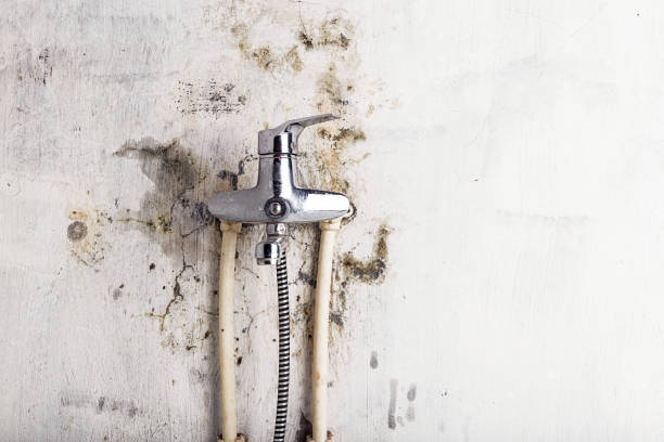 Best Toxic Mold Removal  in Wauwatosa, WI