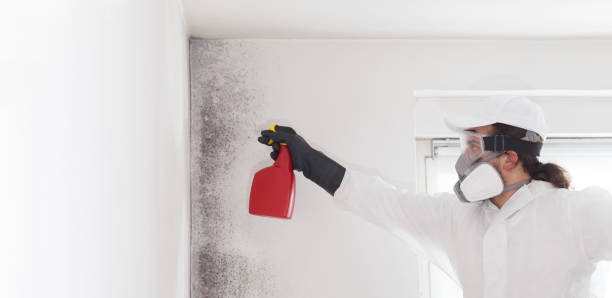 Best Residential Mold Removal  in Wauwatosa, WI