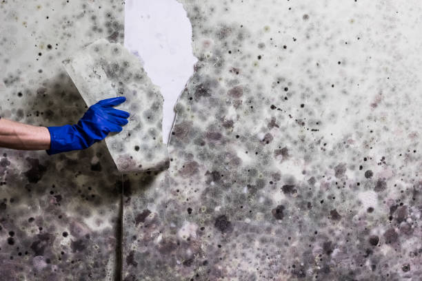 Best Professional Mold Removal  in Wauwatosa, WI