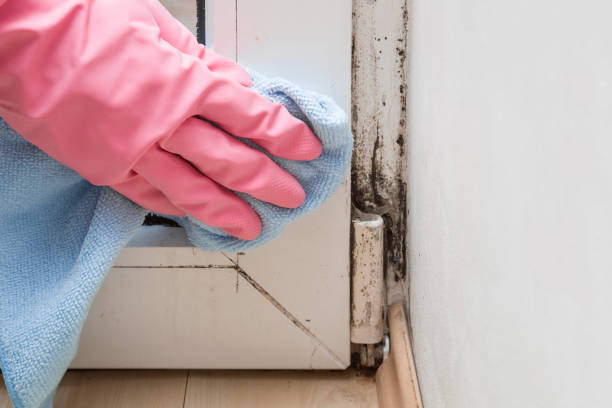 Attic Mold Removal in Wauwatosa, WI